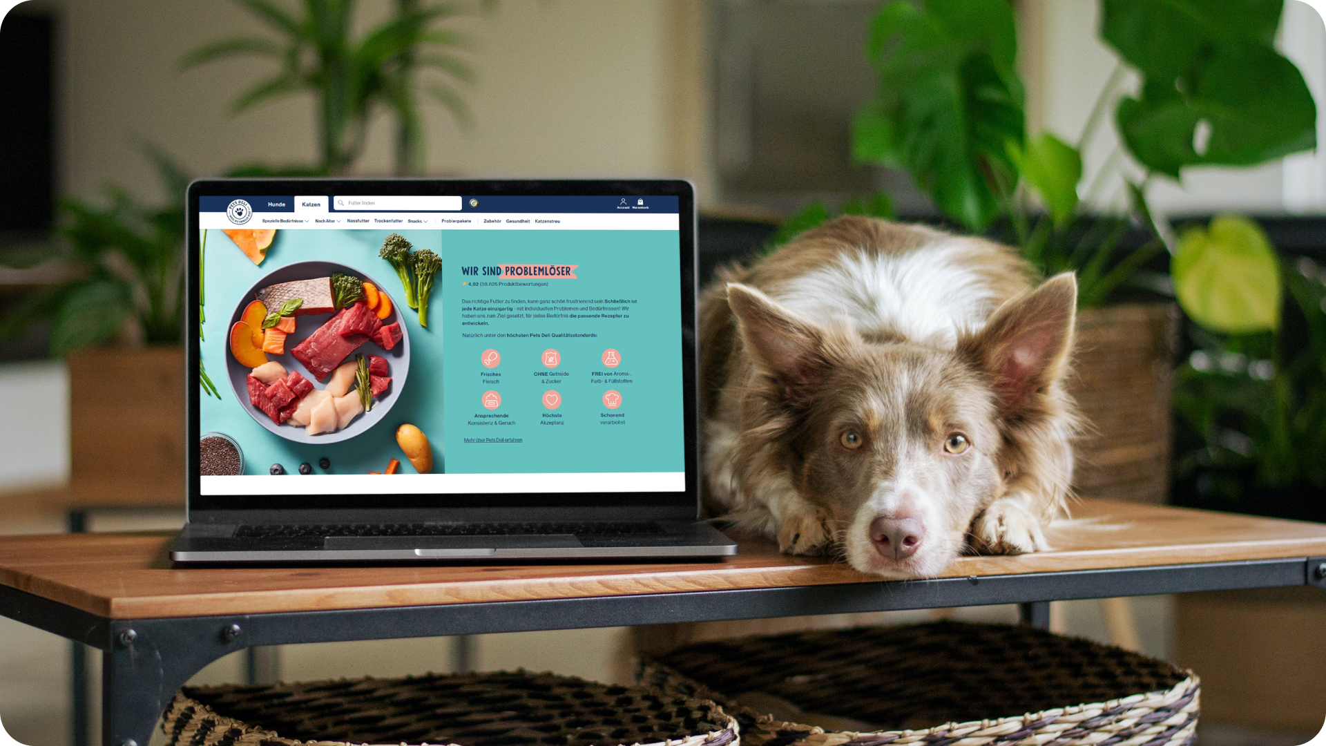 Case Study: A composable platform enabled Pets Deli to try something new on Black Friday