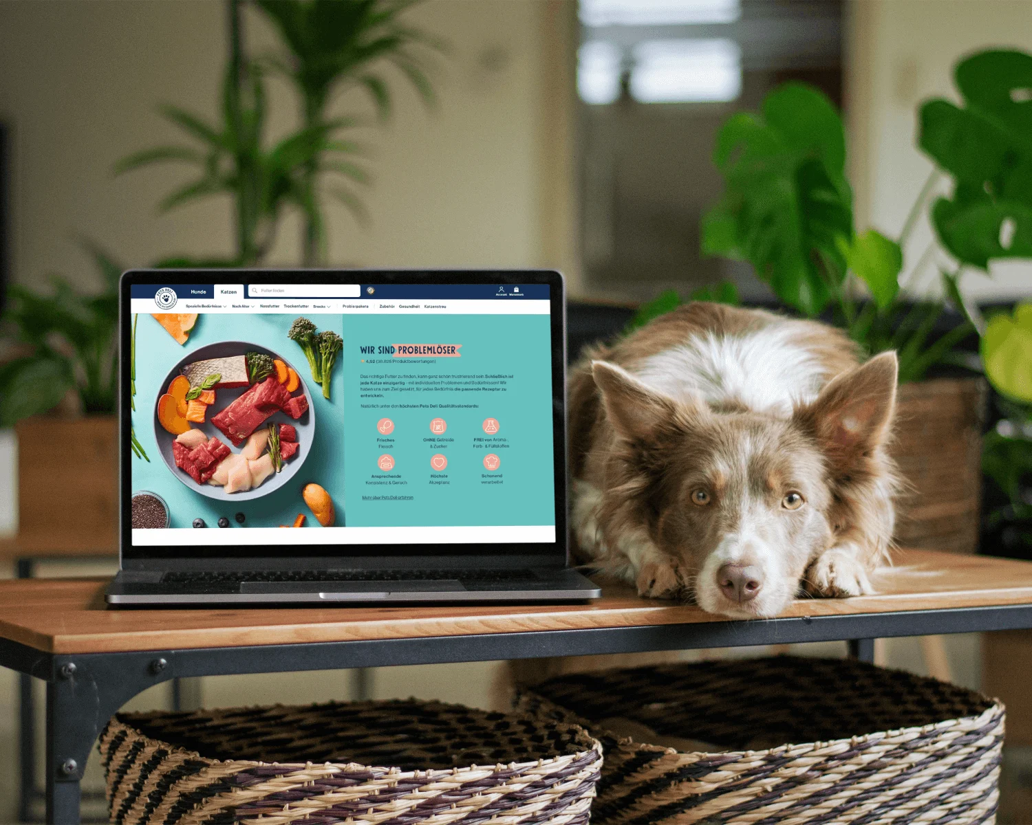 Case Study 5 4 - Pets Deli
