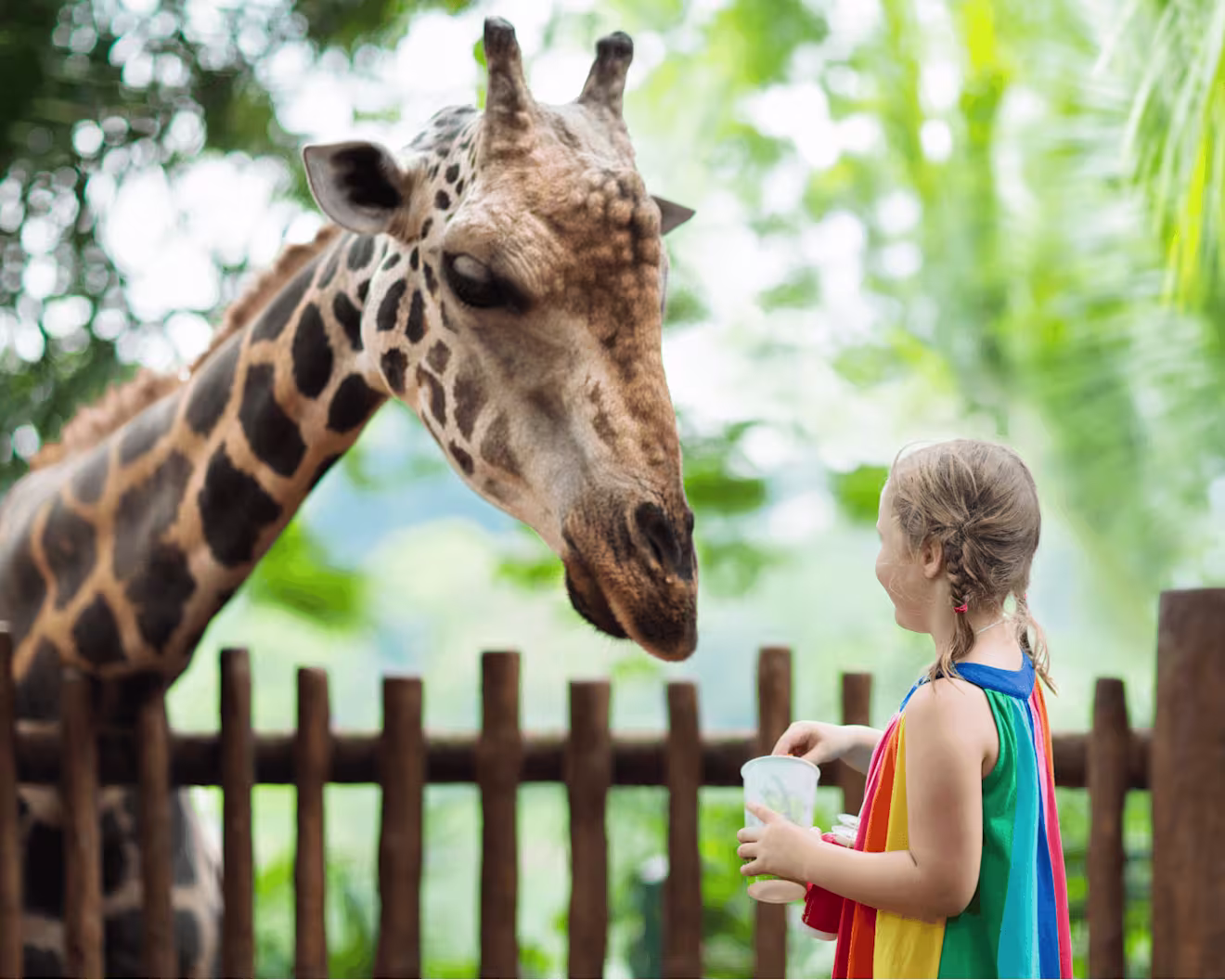 A young girl in a rainbow dress feeds a giraffe leaning over a wooden fence at a zoo, surrounded by green trees.