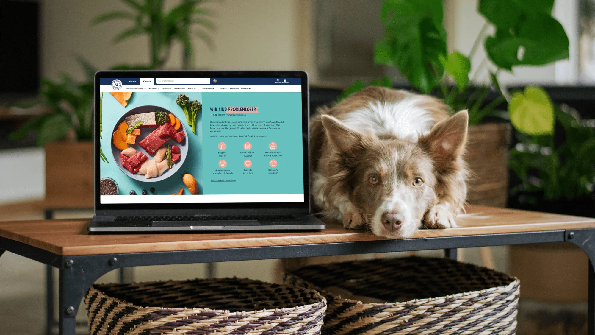 Dog resting beside laptop showing a pet food website on a wooden table