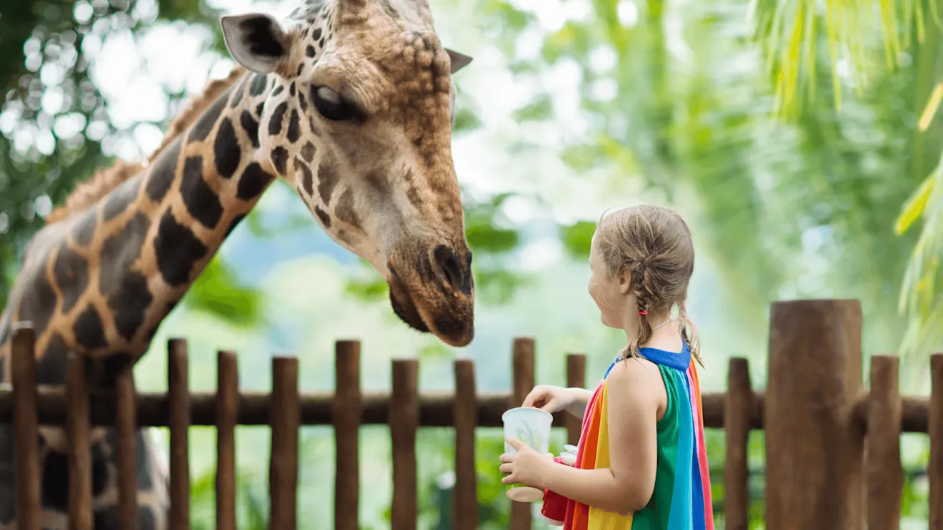 A young girl in a colorful dress feeds a giraffe leaning over a wooden fence at a zoo, surrounded by green trees.